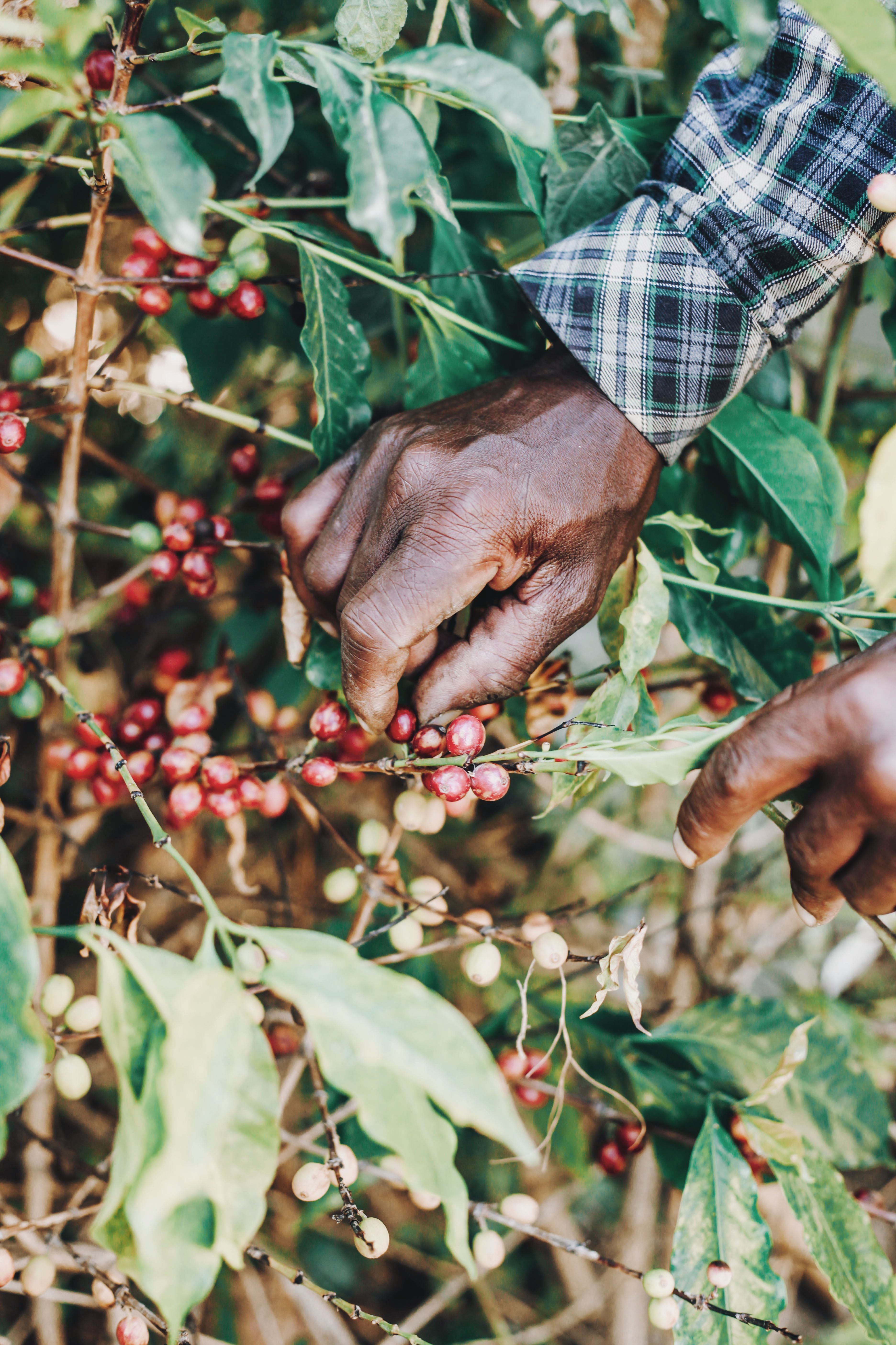 Explore a Traditional Spice Garden