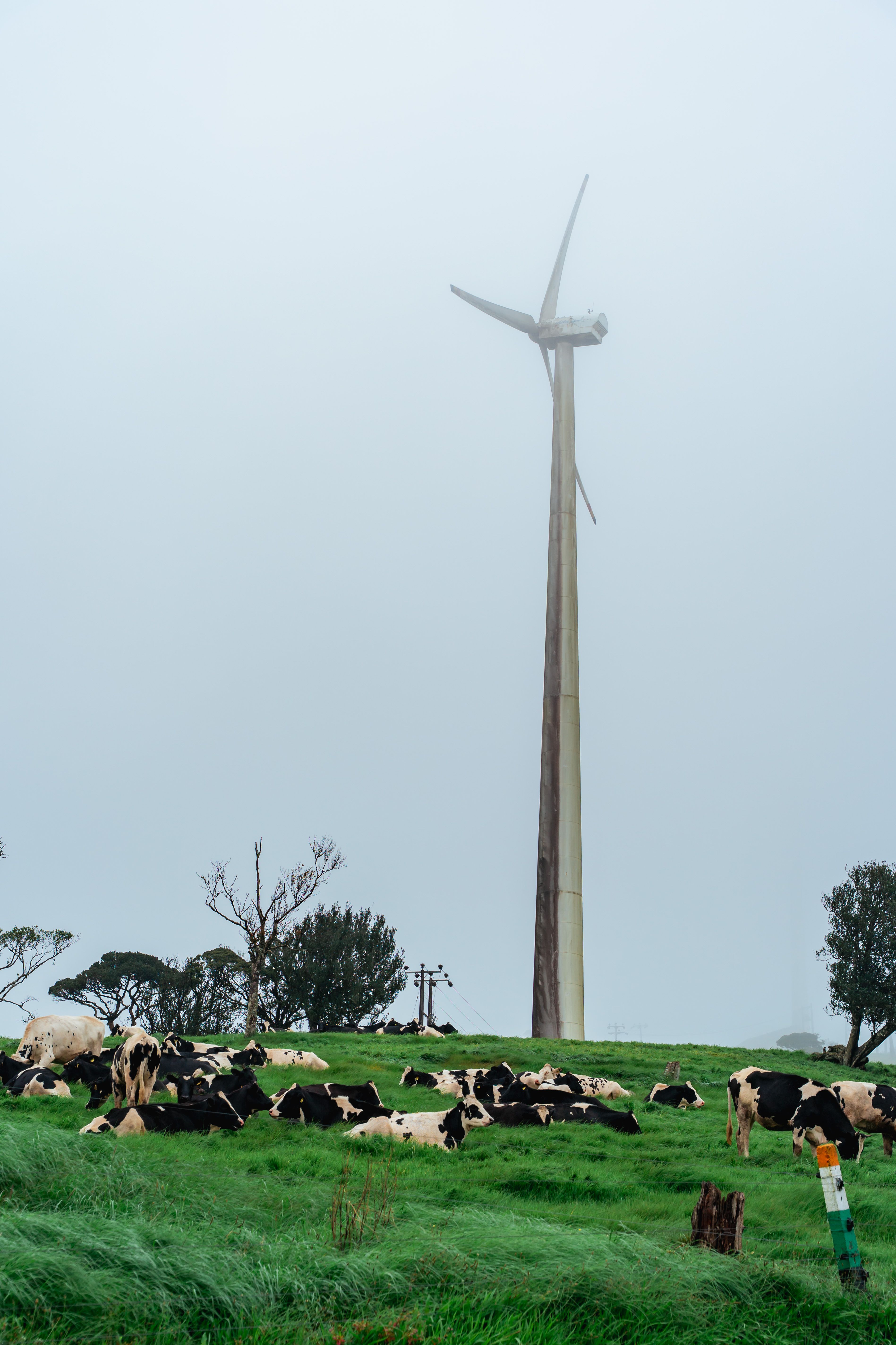 Ambewela Farm Experience