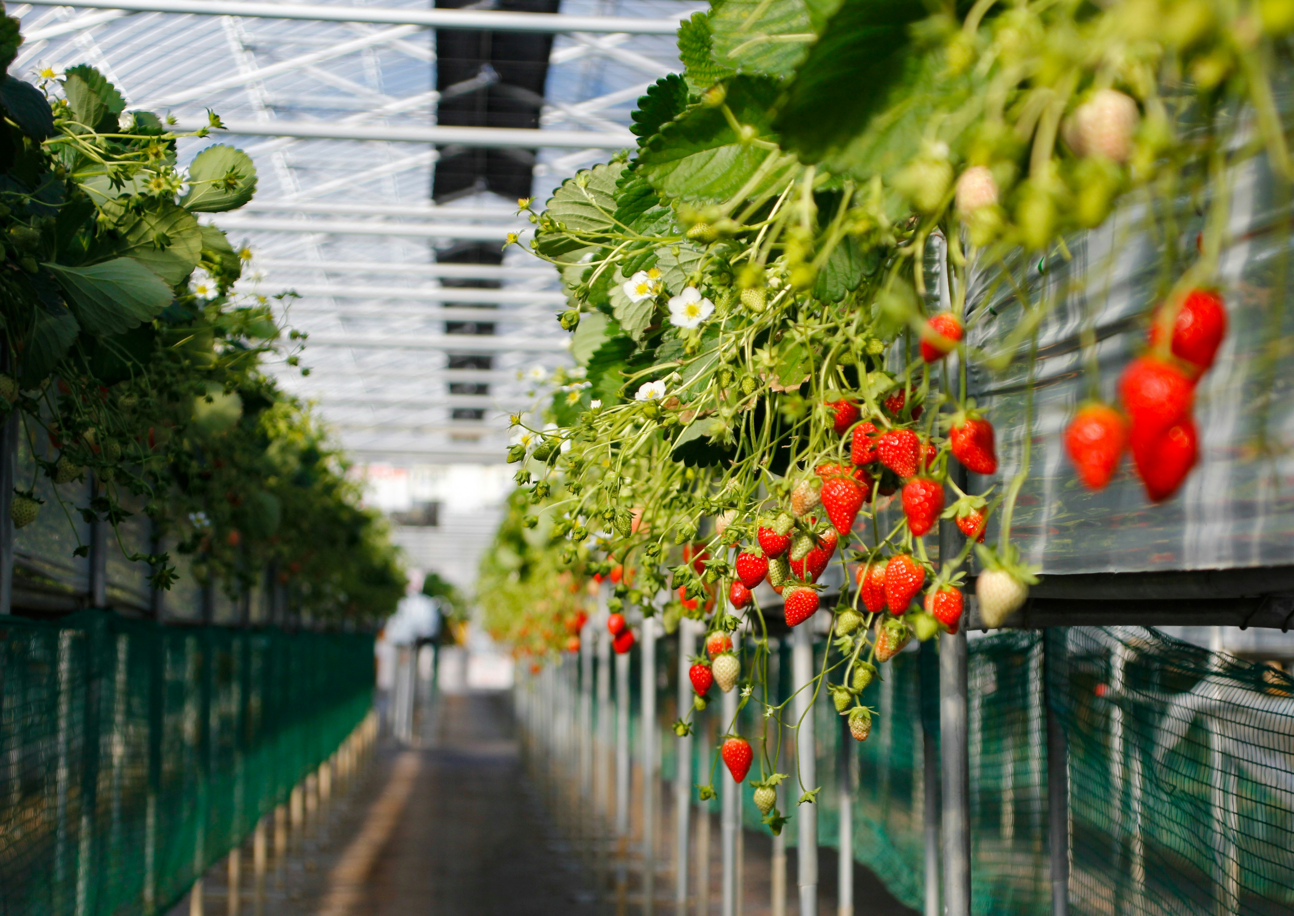 Strawberry Farm Experience