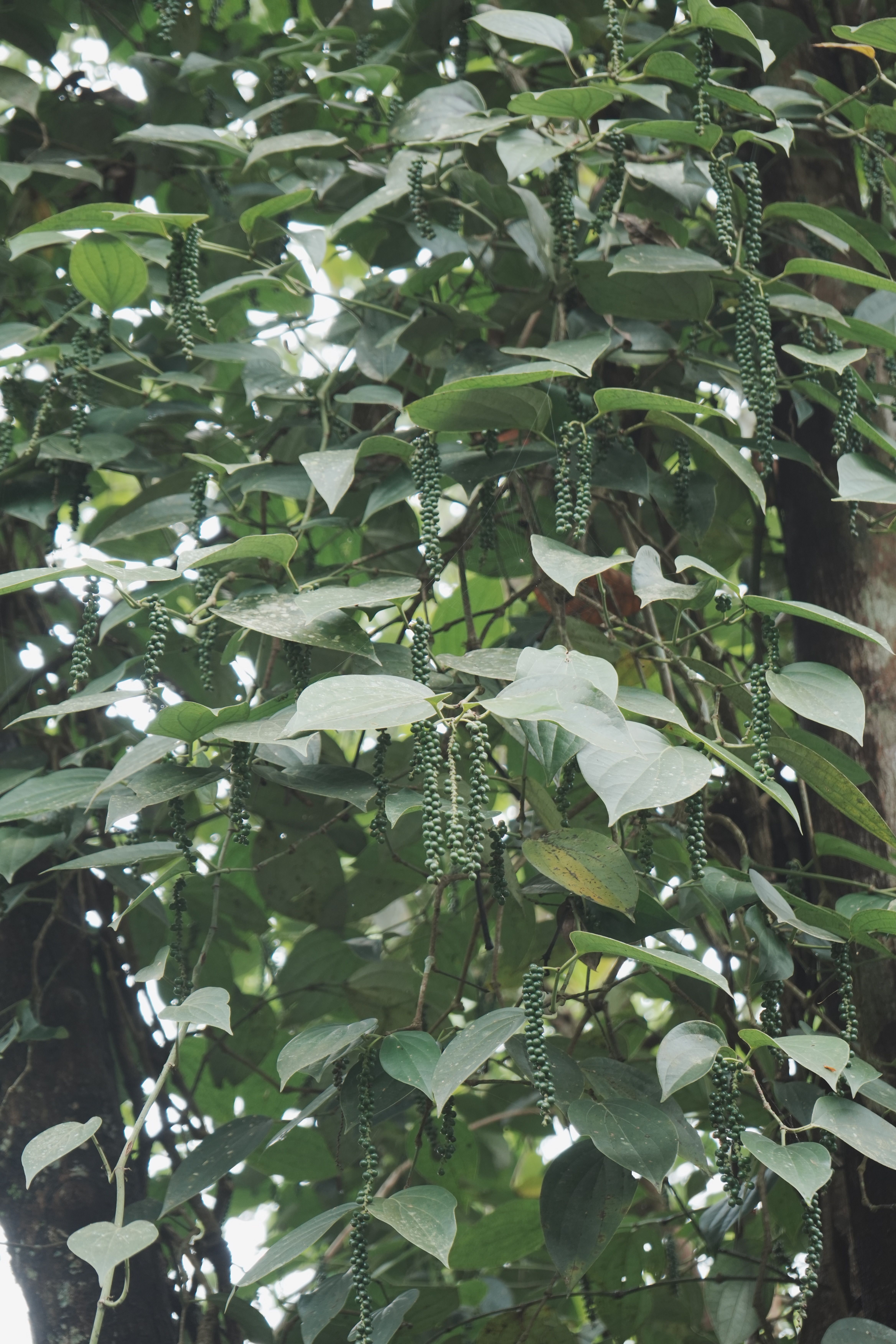Discover Sri Lanka’s Spice Heritage